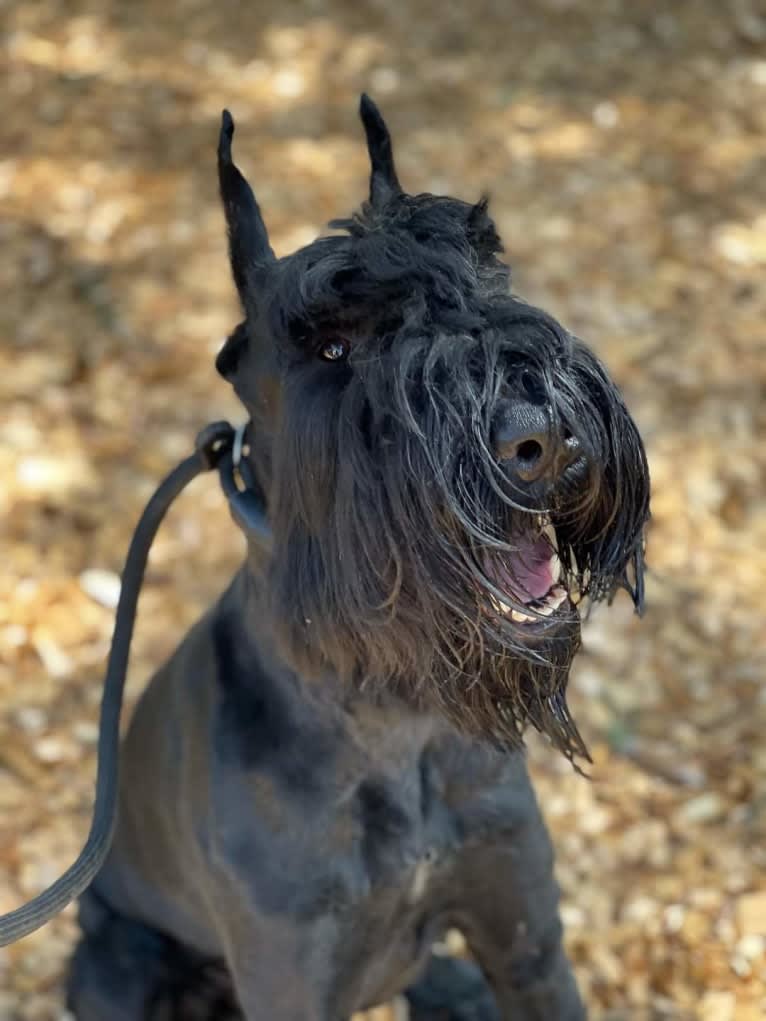 Kooper Shand Clark, a Giant Schnauzer tested with EmbarkVet.com