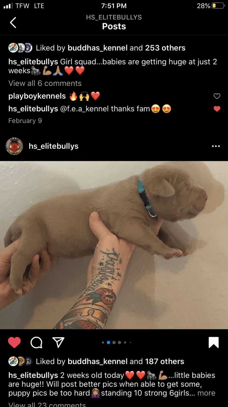 Teally, an American Bully tested with EmbarkVet.com