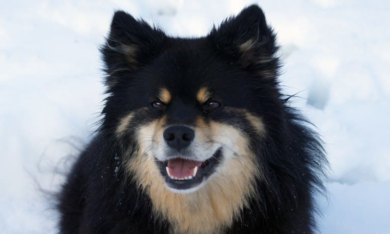 Bearspaw Innovations So Zesty (Sulo), a Finnish Lapphund tested with EmbarkVet.com