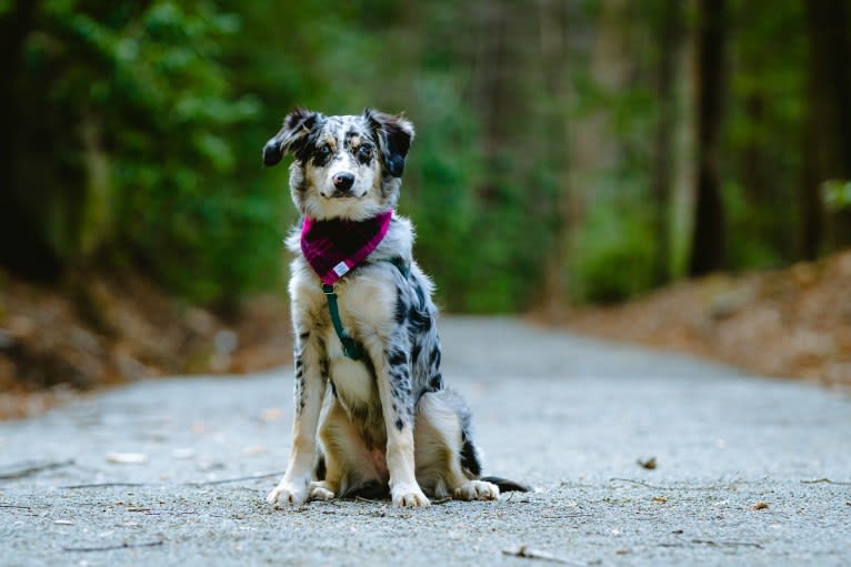 Willow, an Australian Shepherd and Miniature/MAS-type Australian Shepherd mix tested with EmbarkVet.com