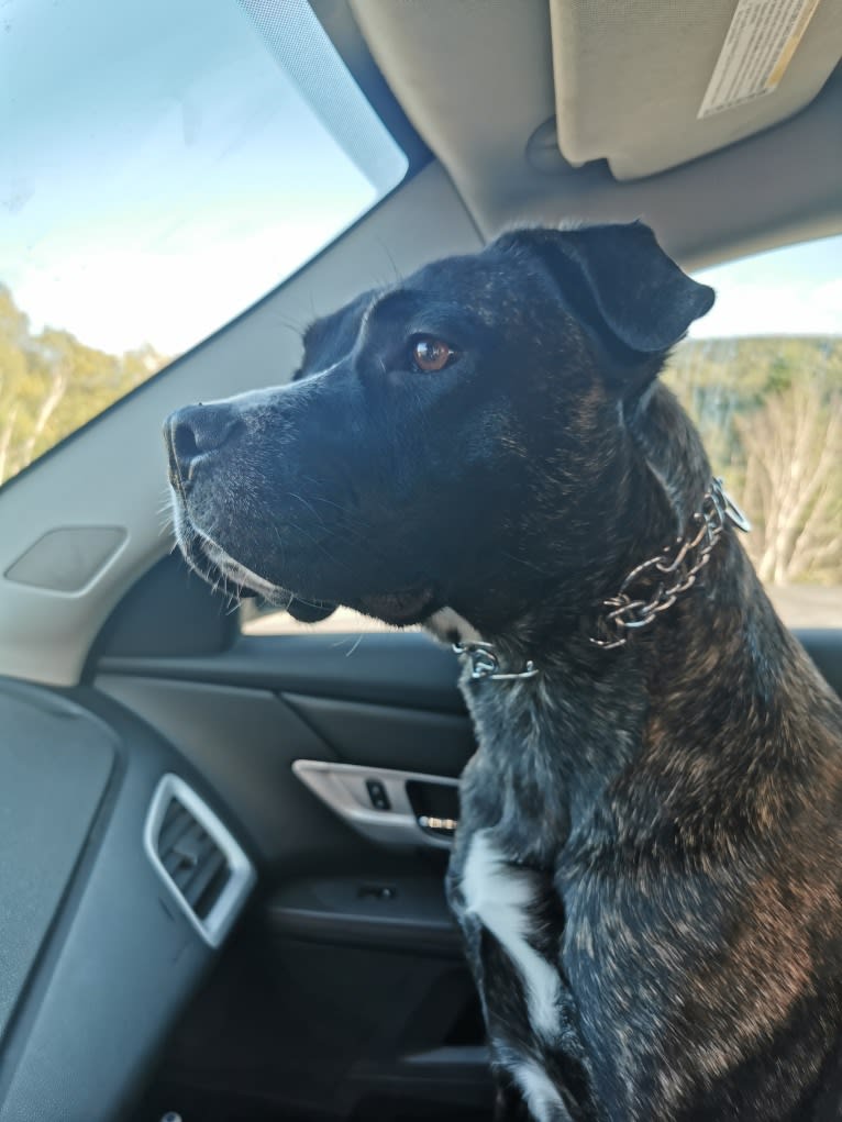 Abby, a German Shepherd Dog and Bulldog mix tested with EmbarkVet.com