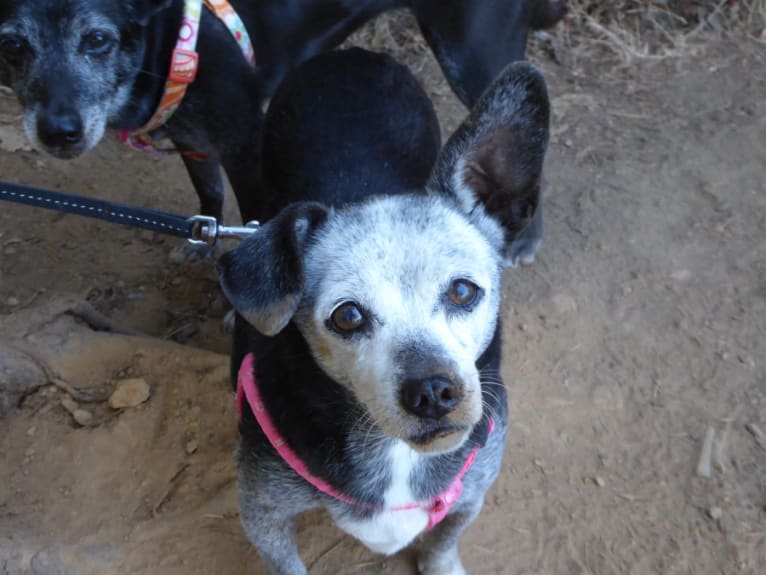 Pepper, a Chihuahua and Poodle (Small) mix tested with EmbarkVet.com