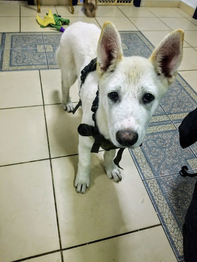 Conan, a Pungsan tested with EmbarkVet.com