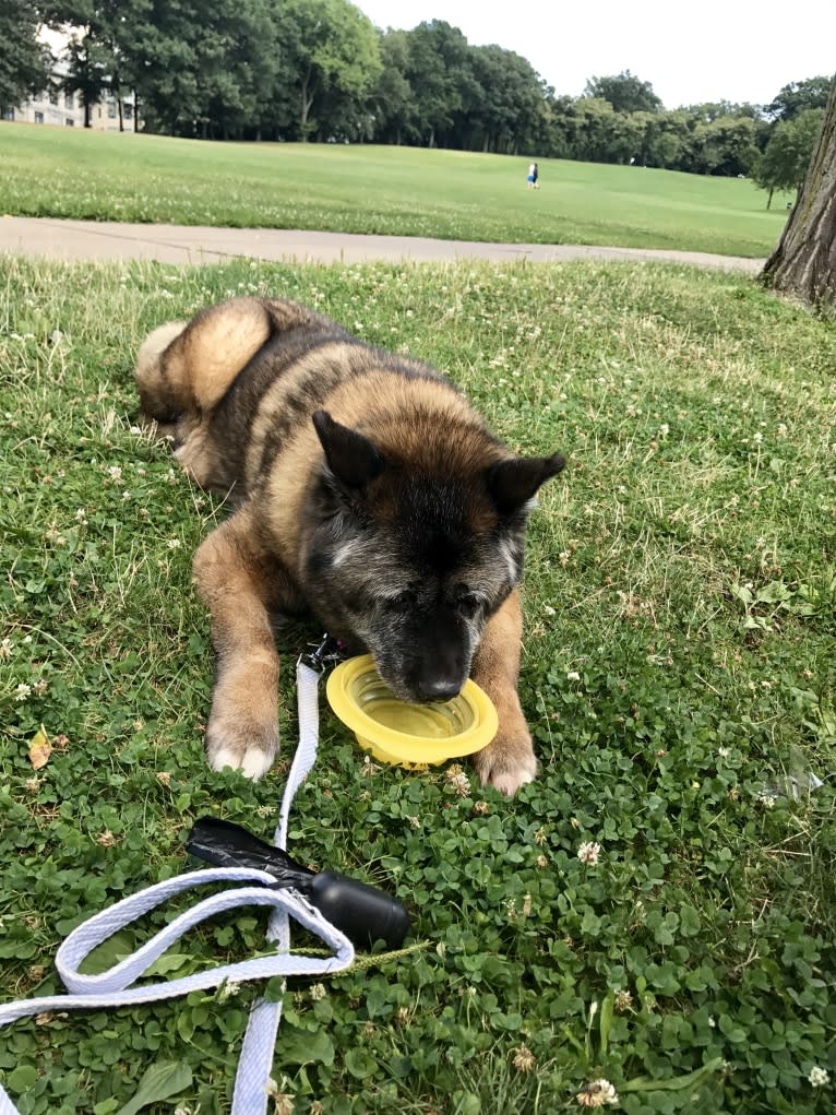 Kiki, an Akita tested with EmbarkVet.com