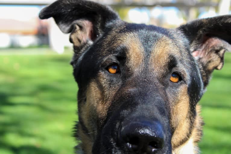 Leo, a German Shepherd Dog and Neapolitan Mastiff mix tested with EmbarkVet.com