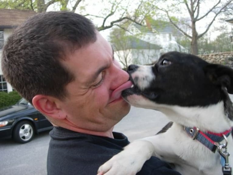 Louie Bean, a Boston Terrier and Rat Terrier mix tested with EmbarkVet.com