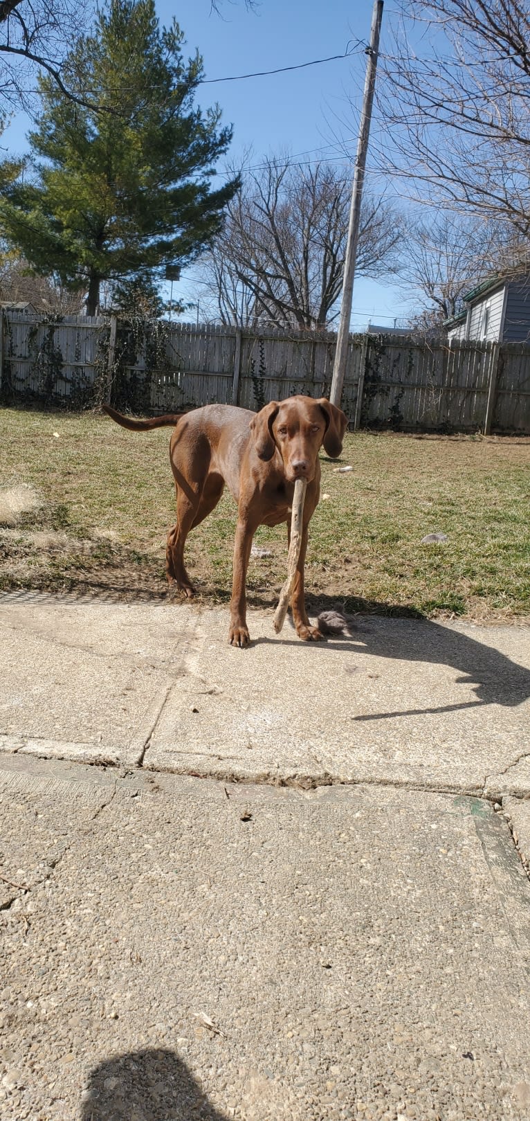 Dakota, a Chesapeake Bay Retriever and German Shorthaired Pointer mix tested with EmbarkVet.com