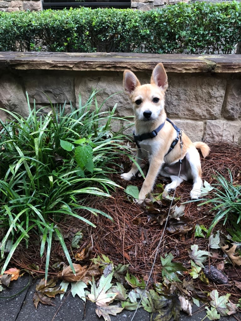 Bruno, a Pomeranian and Miniature Schnauzer mix tested with EmbarkVet.com