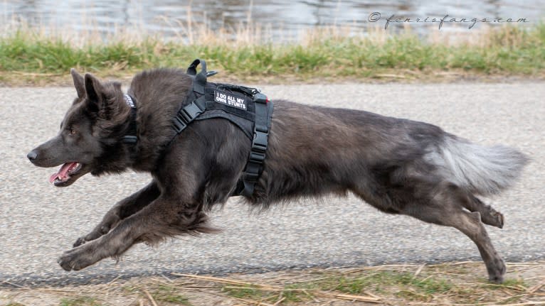 VERGIL, a German Shepherd Dog tested with EmbarkVet.com