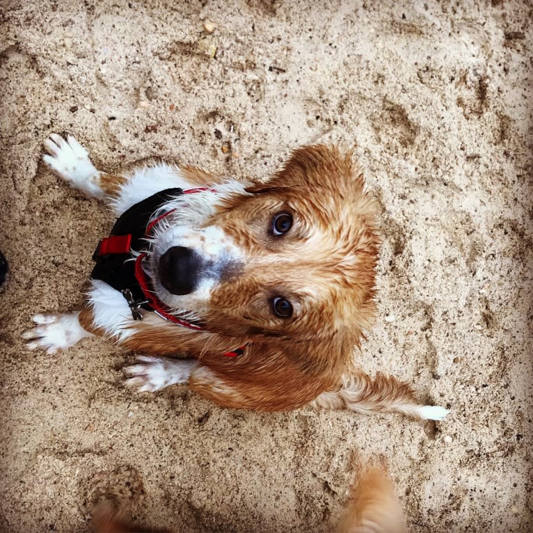 Charlie, an Australian Shepherd and American Pit Bull Terrier mix tested with EmbarkVet.com