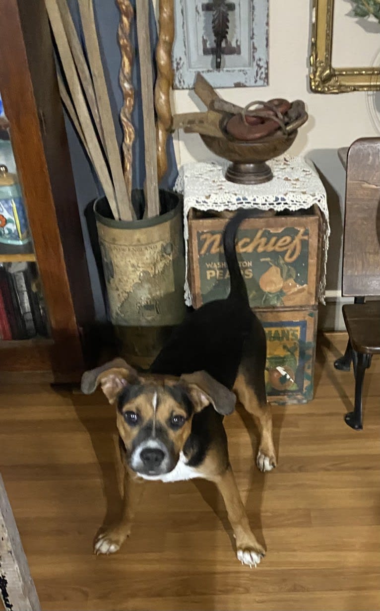 Duke Ferguson, an American Pit Bull Terrier and Australian Cattle Dog mix tested with EmbarkVet.com