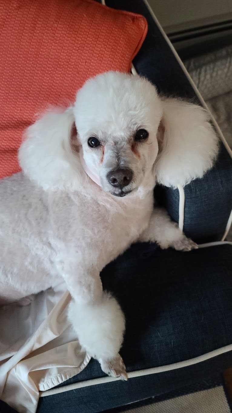 Lilo, a Poodle (Small) tested with EmbarkVet.com