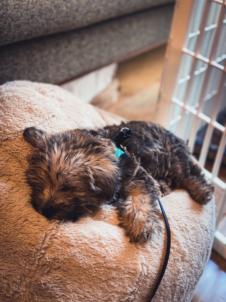 Luna, a Cairn Terrier and Poodle (Small) mix tested with EmbarkVet.com