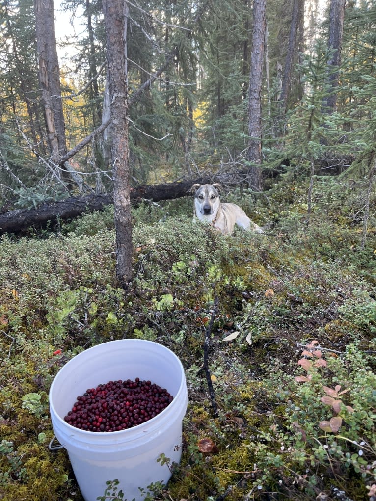 Mittsie Winkelman, a Siberian Husky and German Shepherd Dog mix tested with EmbarkVet.com