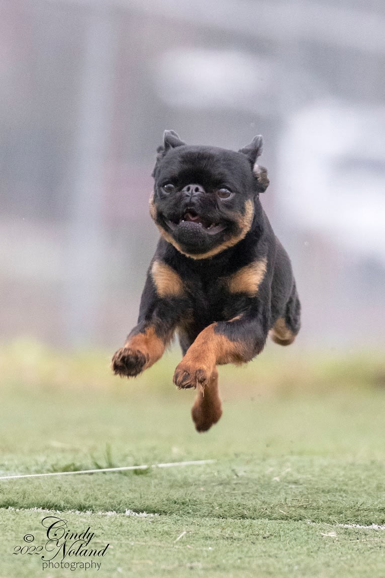 Ares, a Brussels Griffon tested with EmbarkVet.com