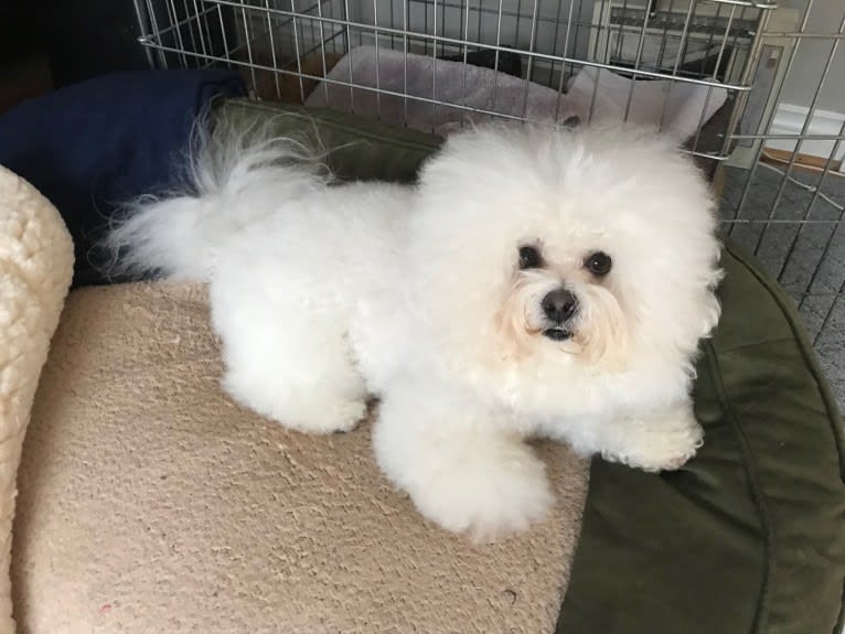 Georgia Caroline, a Bichon Frise tested with EmbarkVet.com