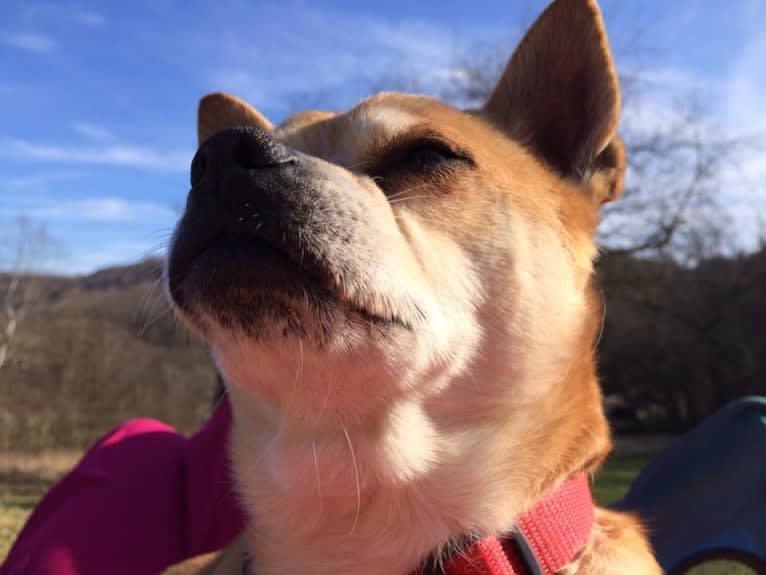 Frankie, a Chihuahua and Miniature Pinscher mix tested with EmbarkVet.com