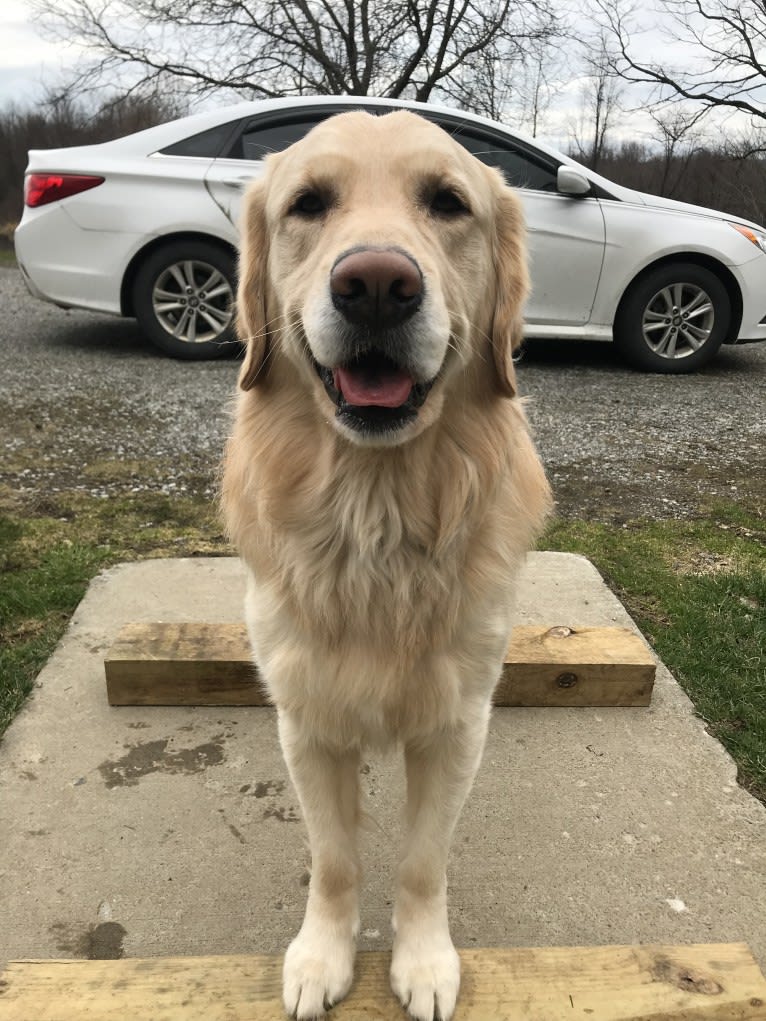 Totty, a Golden Retriever tested with EmbarkVet.com