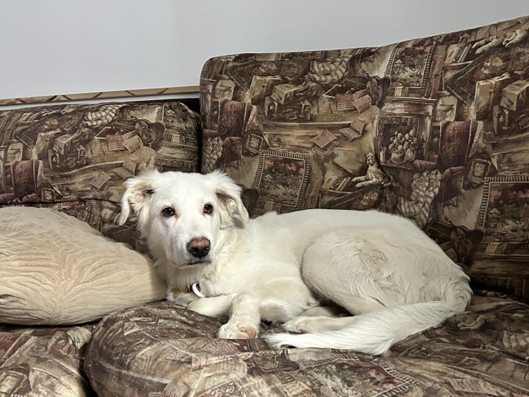 Jetson, a Great Pyrenees (13.4% unresolved) tested with EmbarkVet.com