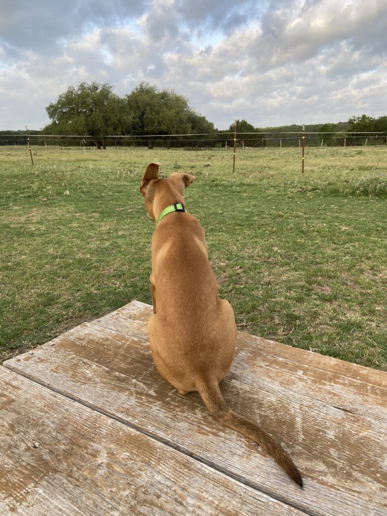 Enzo, a German Shepherd Dog and Doberman Pinscher mix tested with EmbarkVet.com