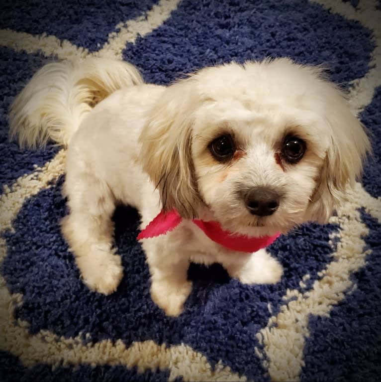 Kaylee, a Maltese and Shih Tzu mix tested with EmbarkVet.com