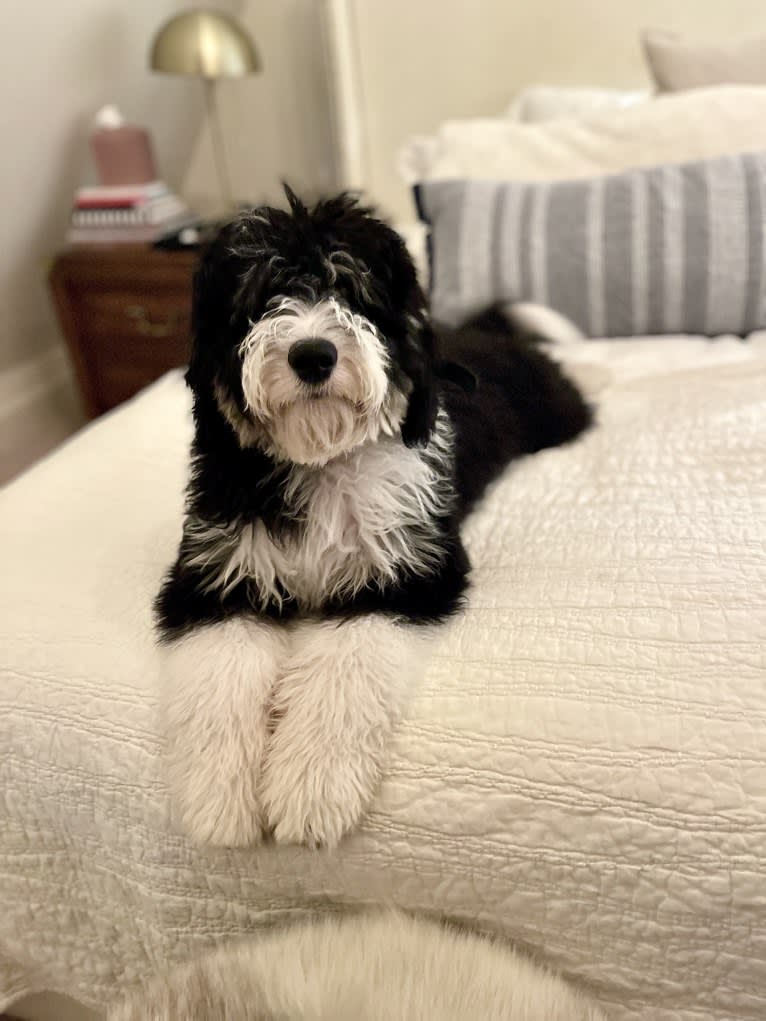 Moss, a Sheepadoodle tested with EmbarkVet.com