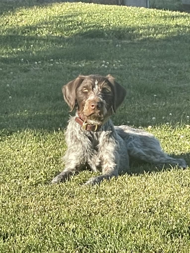 Boone, a Wirehaired Pointing Griffon tested with EmbarkVet.com
