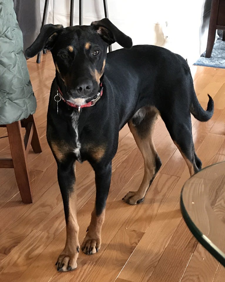 Beau, a Doberman Pinscher and American Pit Bull Terrier mix tested with EmbarkVet.com