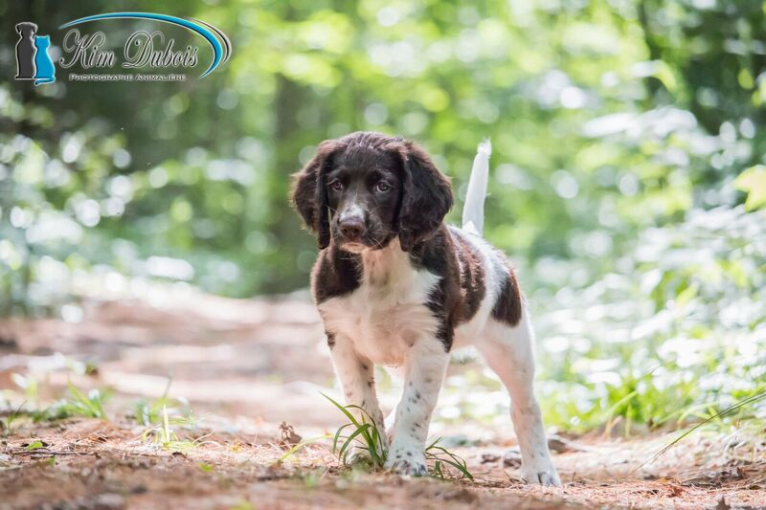 Angélique d'Arthémis, a French Spaniel tested with EmbarkVet.com