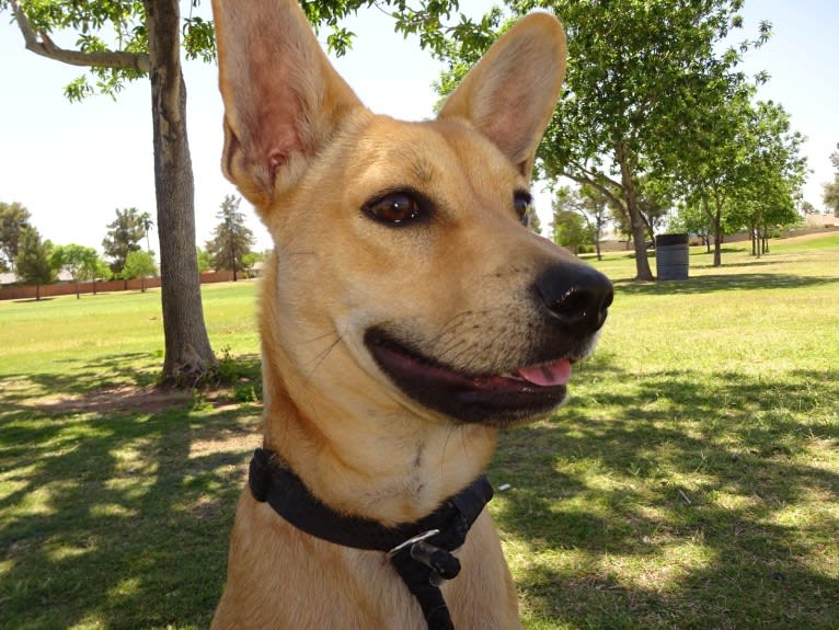 Bean, a Chow Chow and Chihuahua mix tested with EmbarkVet.com