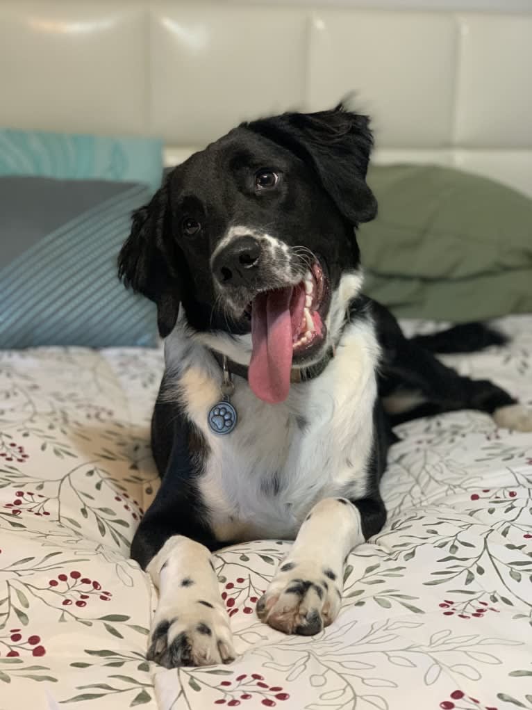 Tito, an American Pit Bull Terrier and English Springer Spaniel mix tested with EmbarkVet.com