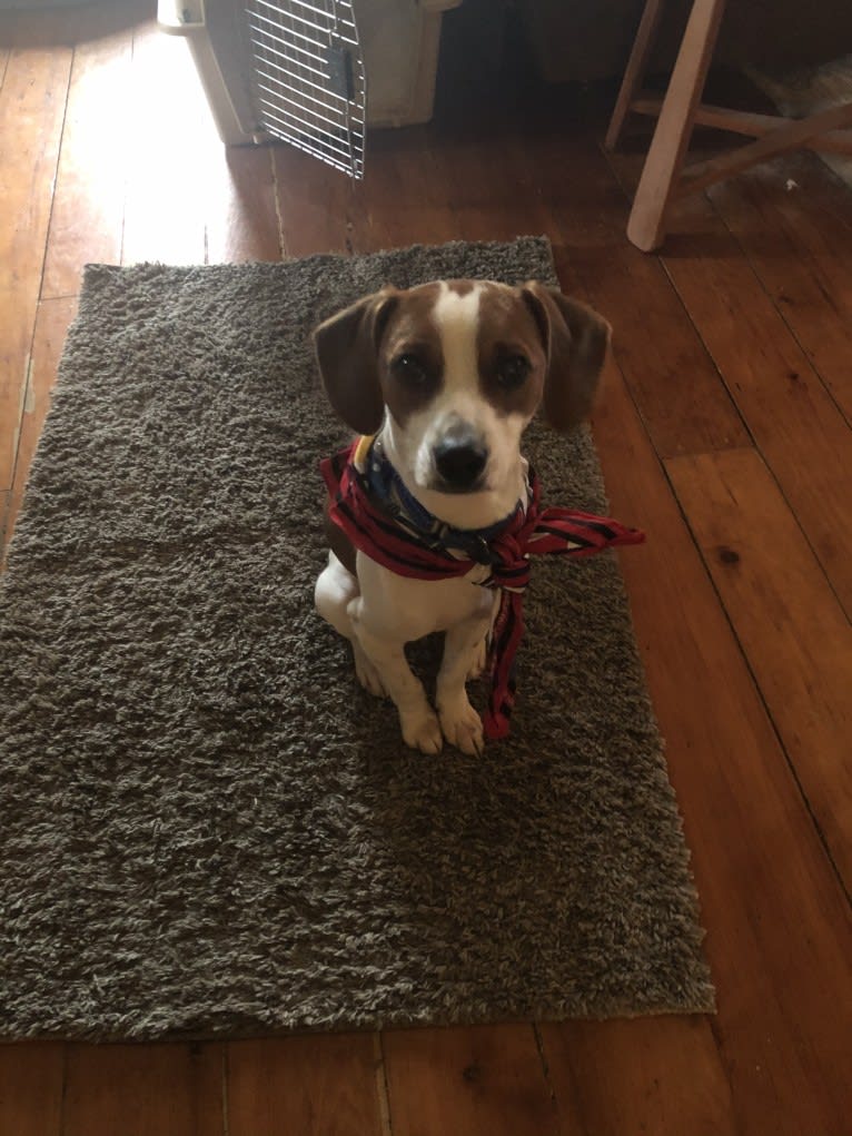 Linus, a Beagle and Chihuahua mix tested with EmbarkVet.com