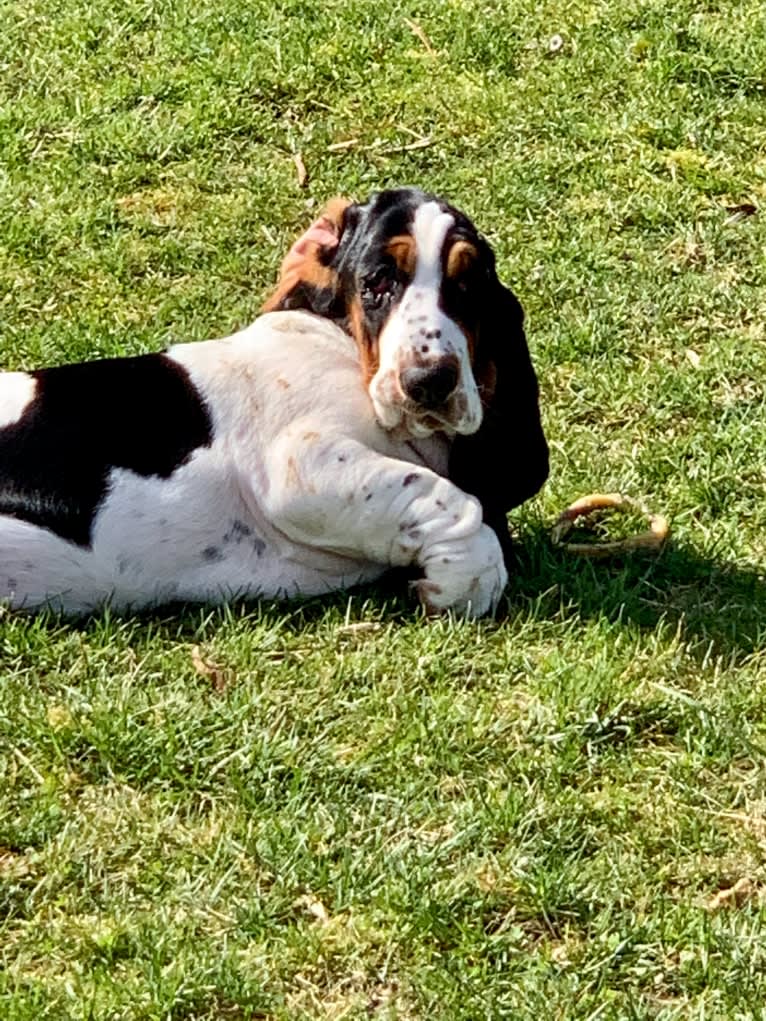 Harper, a Basset Hound tested with EmbarkVet.com