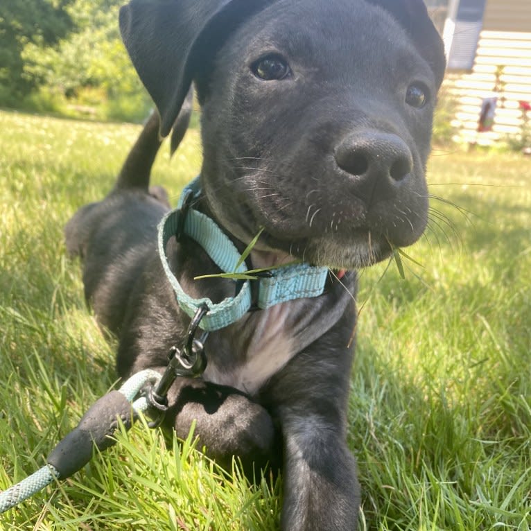 Phoenix, a Labrador Retriever and American Pit Bull Terrier mix tested with EmbarkVet.com