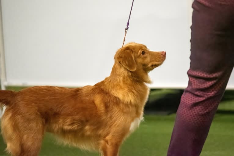 Poppy, a Nova Scotia Duck Tolling Retriever tested with EmbarkVet.com