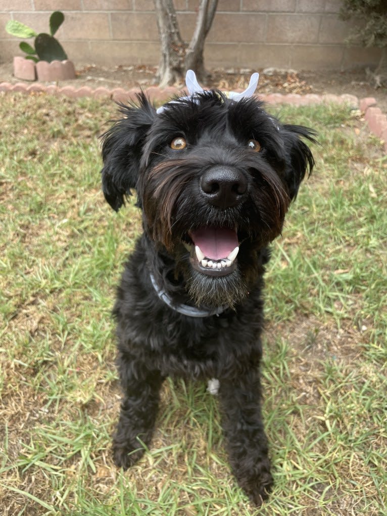 Taleeta, a Miniature Schnauzer and Weimaraner mix tested with EmbarkVet.com