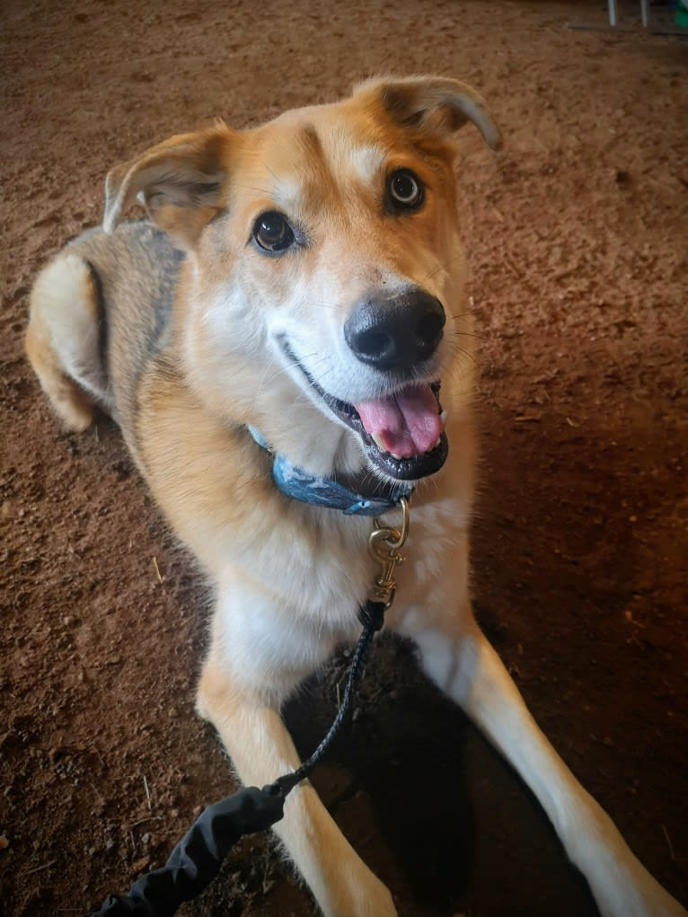 Spiro, a German Shepherd Dog and Alaskan Malamute mix tested with EmbarkVet.com