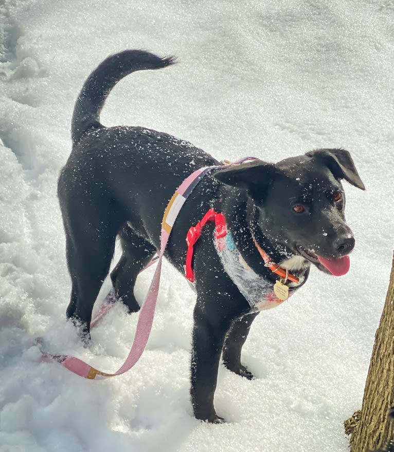 Clementine, a Labrador Retriever and Beagle mix tested with EmbarkVet.com