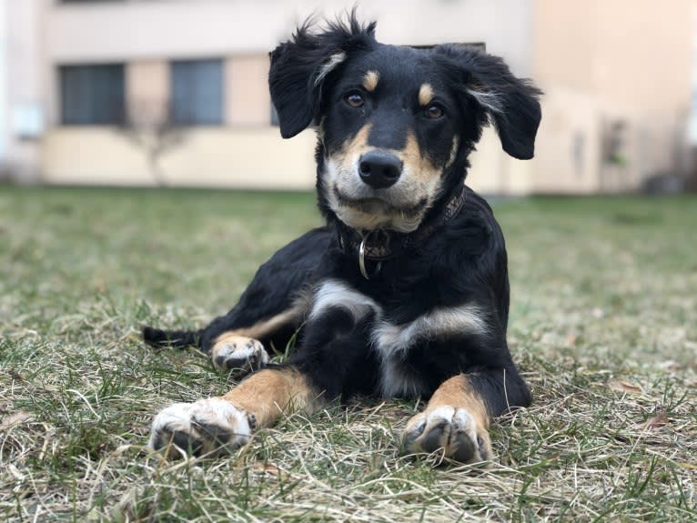 Cashew, a Border Collie and Labrador Retriever mix tested with EmbarkVet.com