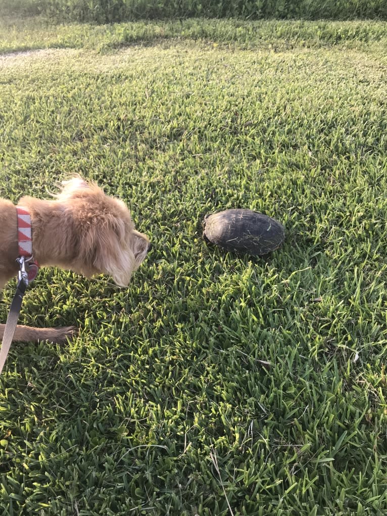 Luna, a Labradoodle tested with EmbarkVet.com