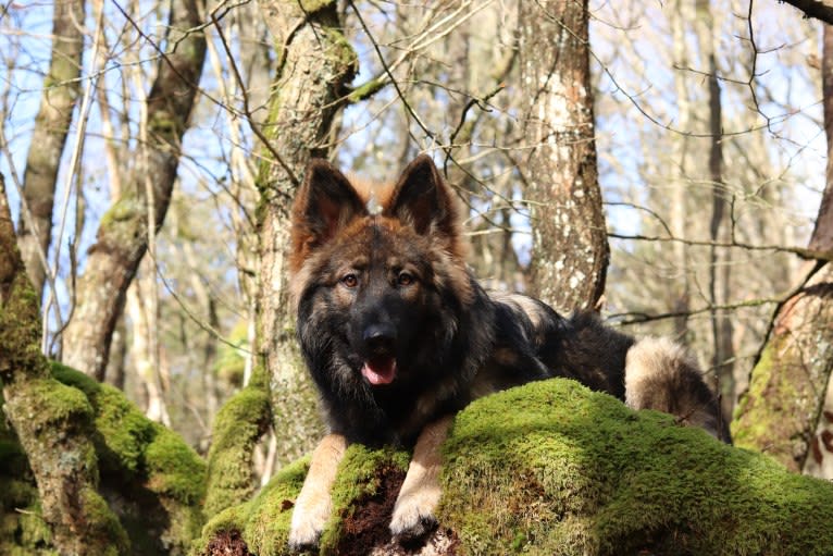 Fëalócëllen Eltänin, a German Shepherd Dog tested with EmbarkVet.com