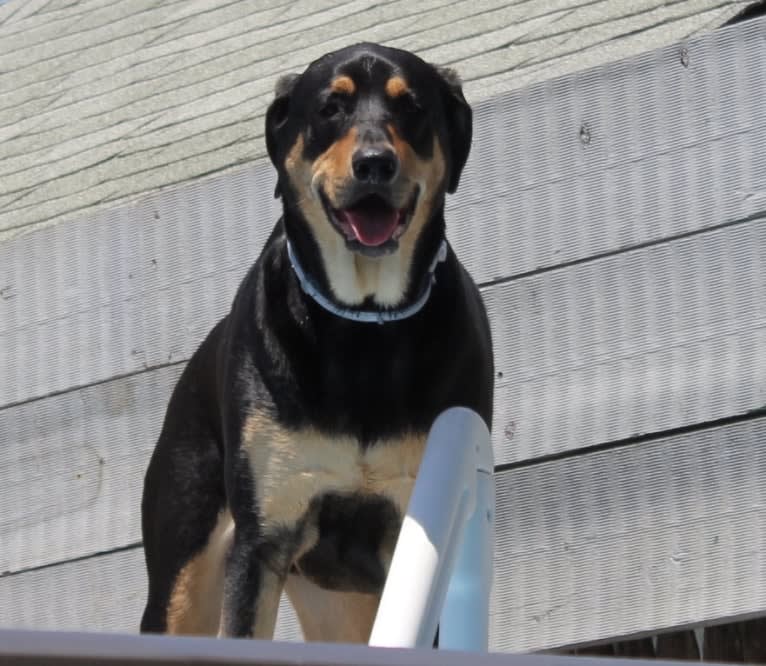 Wyatt, a Labrador Retriever and Doberman Pinscher mix tested with EmbarkVet.com