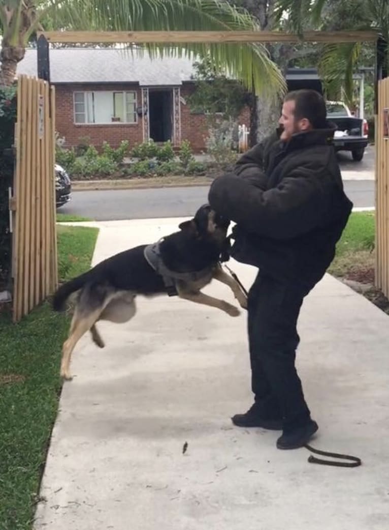 Reef, a German Shepherd Dog tested with EmbarkVet.com