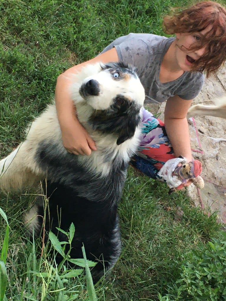 Salazar, an Australian Shepherd tested with EmbarkVet.com