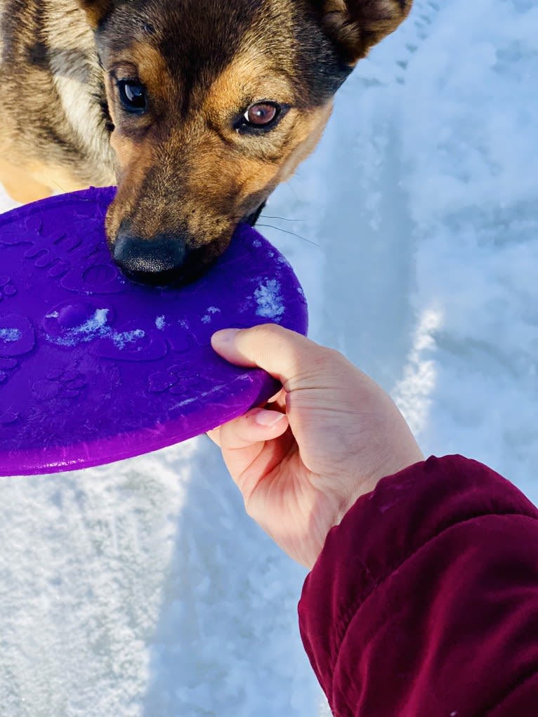 Alemã, a German Shepherd Dog and Australian Cattle Dog mix tested with EmbarkVet.com