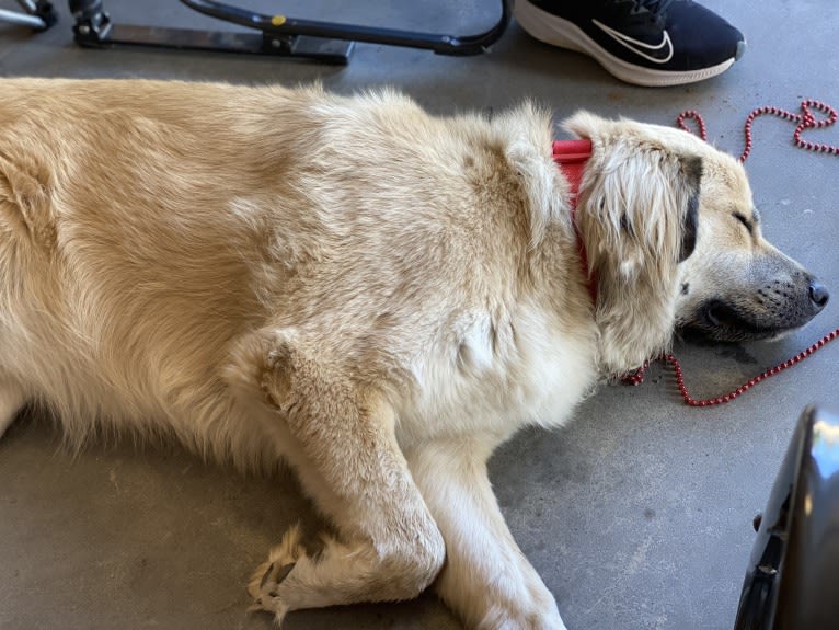 Waylon, a Great Pyrenees and Chow Chow mix tested with EmbarkVet.com