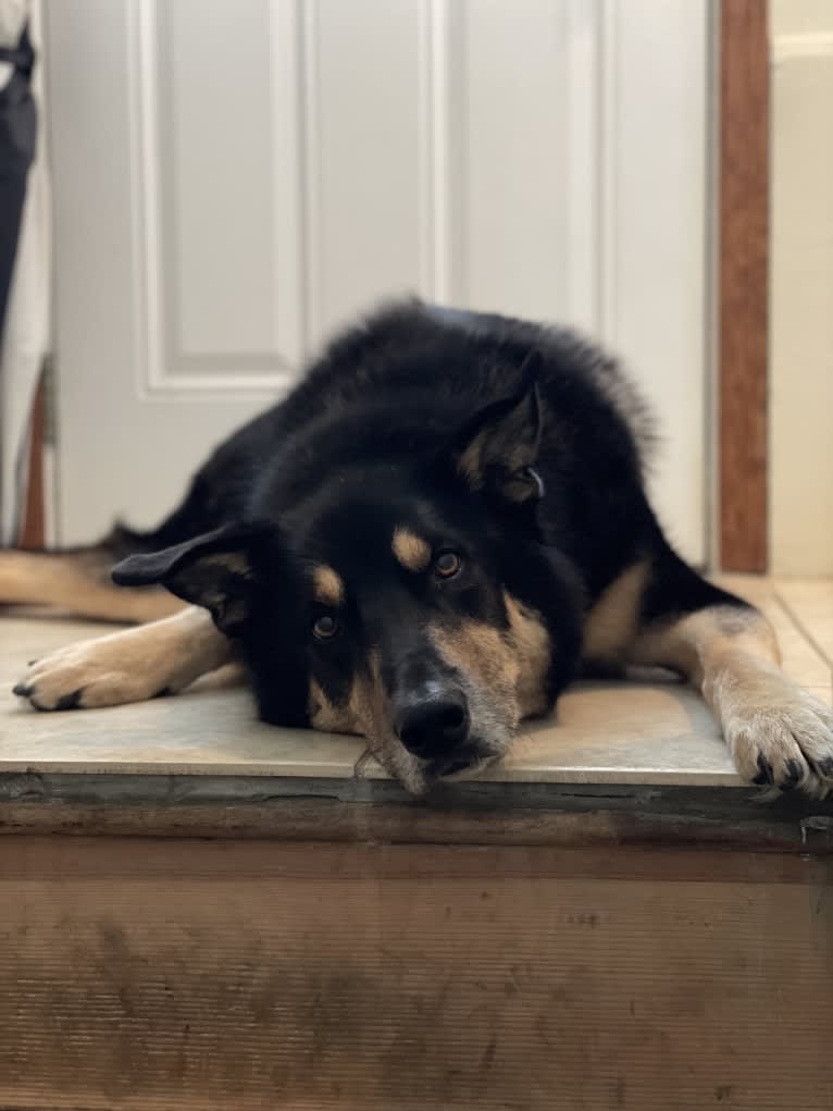 Diesel, a Siberian Husky and Australian Shepherd mix tested with EmbarkVet.com