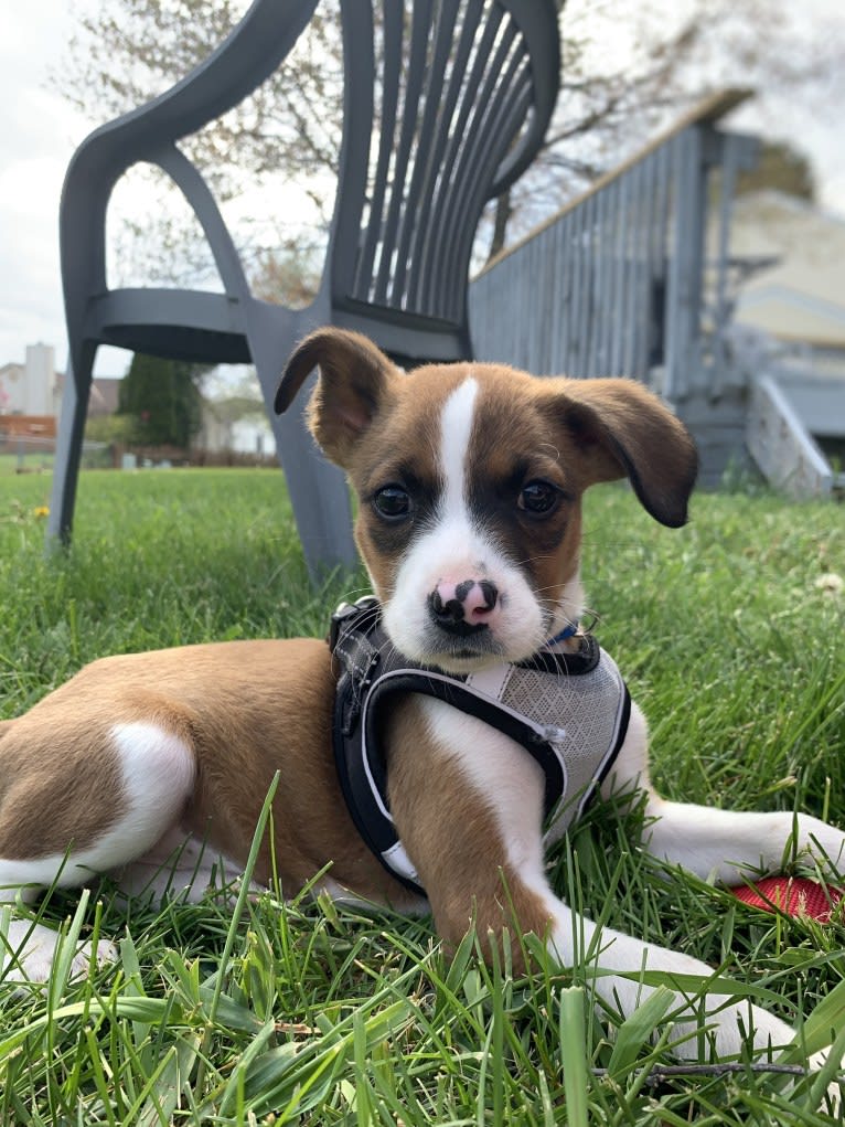 Ranger, a Boxer and Beagle mix tested with EmbarkVet.com