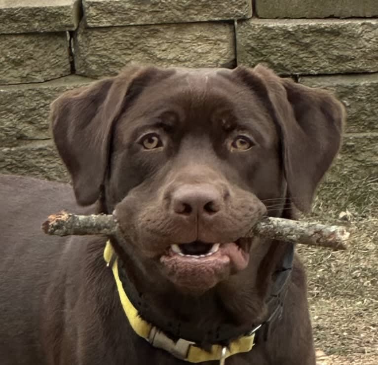 Rocco, a Labrador Retriever tested with EmbarkVet.com