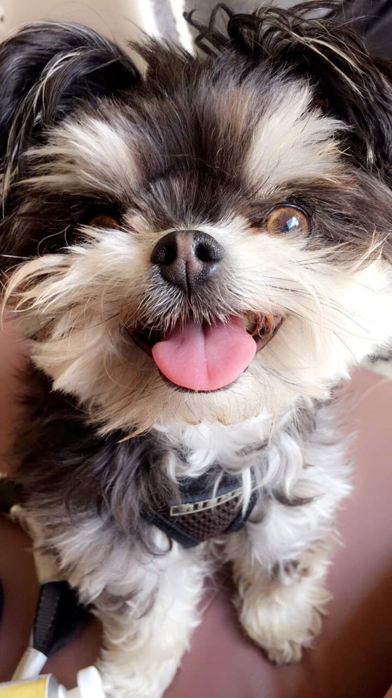 Half’n’Half Means Double Trouble “Morris”, a Chihuahua and Maltese mix tested with EmbarkVet.com